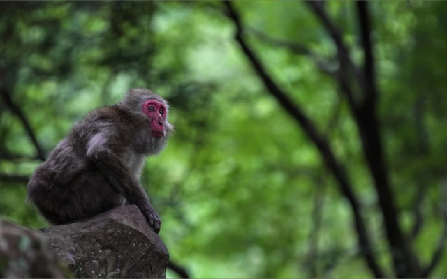 Shimantogawa Genryu Morino Kuni Mizugiwa No Lodge