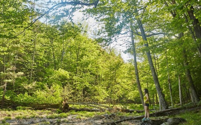 Tentrr - Little Bear