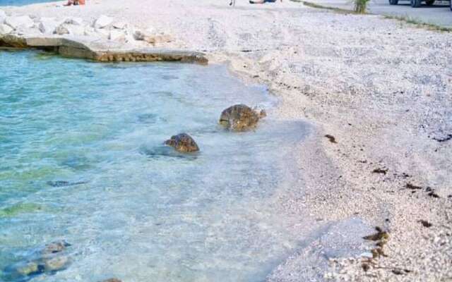 Draga - 15 m From sea - A3