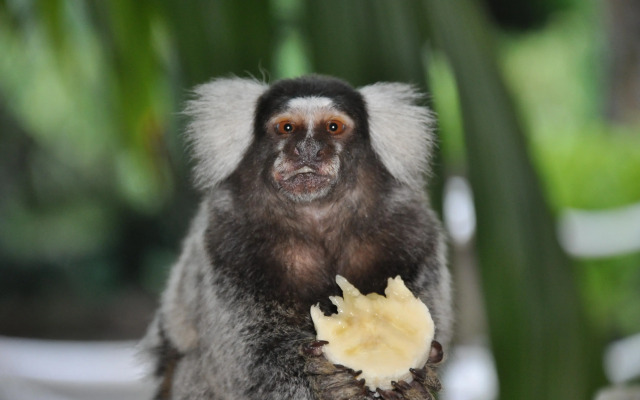 Pousada Aguas de Paratii