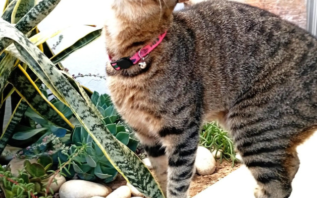 Nautilus City Studio by Impala Hotel