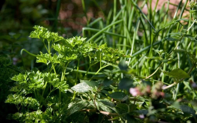 Hotel Altes Zollhaus