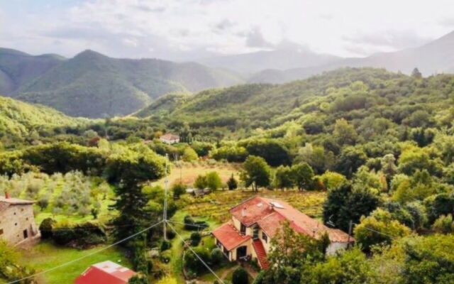 Villa Porcigliano Olive Grove