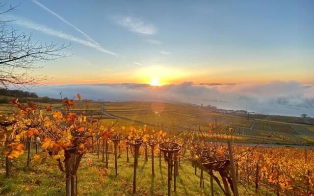 Rheingau und Weltkulturerbe Mittelrheintal erleben - Ferienappartement in Winkel