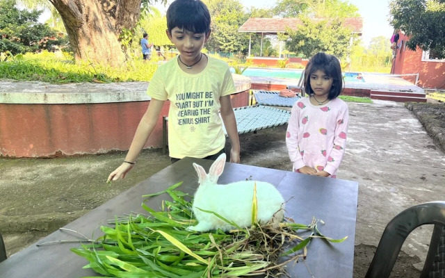 Mango Tree Farm