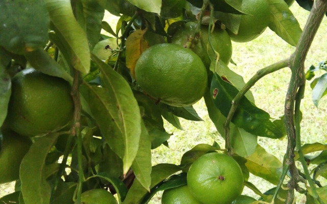 Pleasant Holiday Home in Tropea near Sea