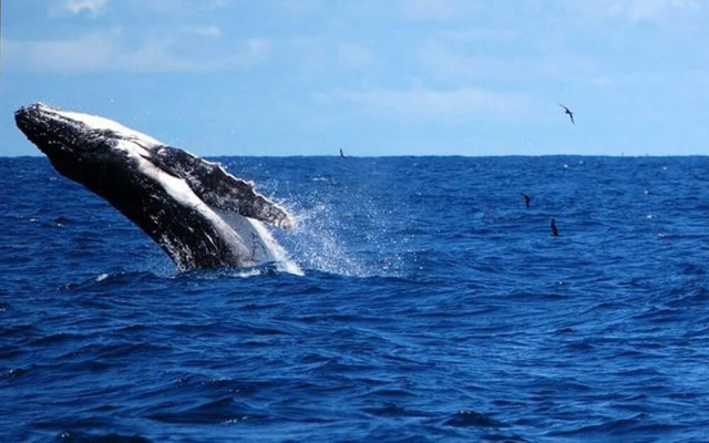 Gemini Villas , Gemini II