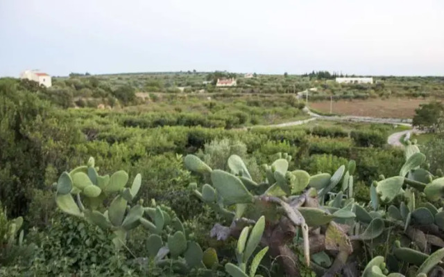 Casa Aloe Vera