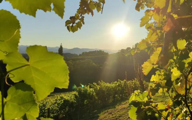 Weingut Fellner