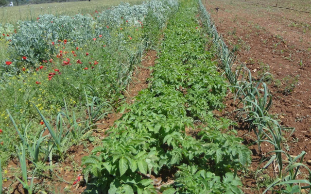 Agroturismo Sa Vinya d'en Palerm