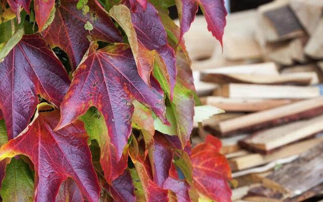 Fantastic Apartment in Frauenwald near Forest