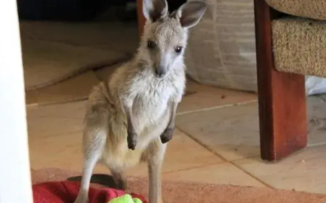 Booleroo View Bed and Breakfast