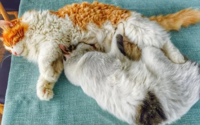 Xiyu Hostel · Cat Café