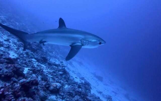 Tiger Shark Residence