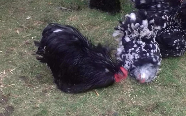 Pensionat Lugn&Ro&Minizoo