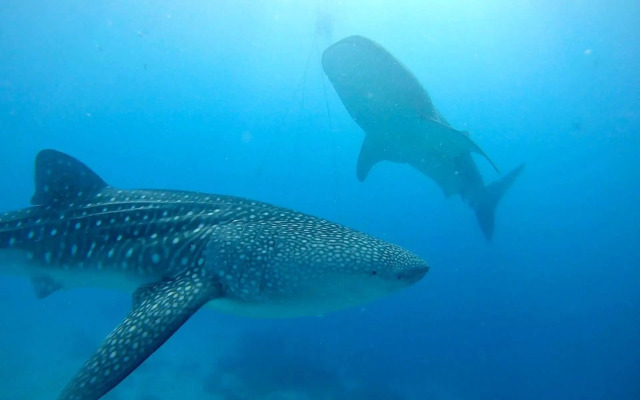 Southseas Beach Resort and Dive Center