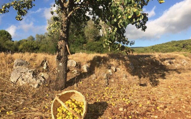 Wild Fig Retreat