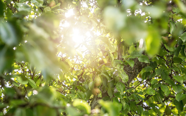Trädgårdshuset i Sankt Olof