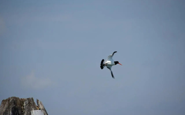 Agriturismo Venice Photobirding
