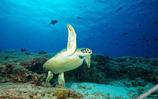 Mandhoo Guesthouse & Dive