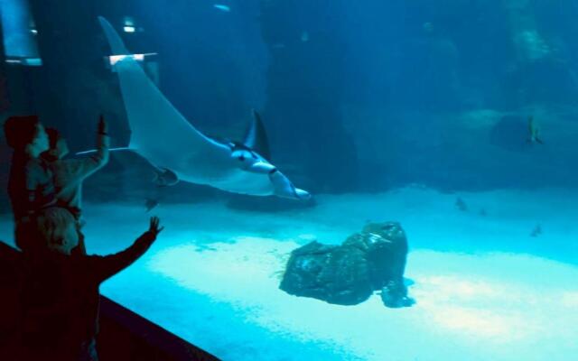 Beau Studio Neuf Proche du Centre Et de Nausicaa