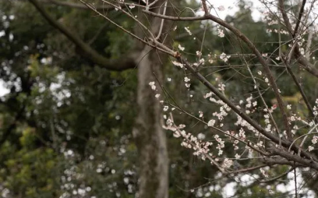 Hangzhou Shuimo Zhuang Private Home Forest Hotel (Chaoshan Scenic Area)