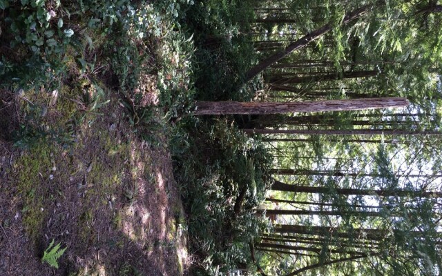 Reef Point Forest Suite