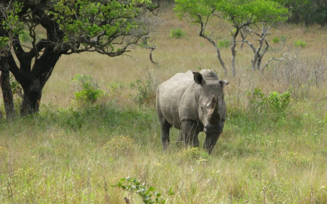Rhino Coast Guest House