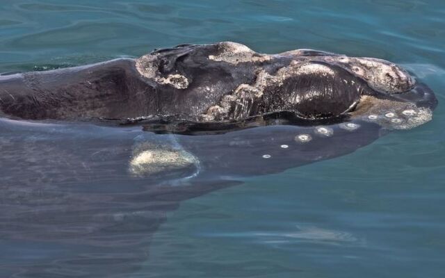 Royal Whale Watching