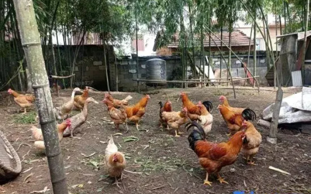 Hangzhou Manqingluo Homestay
