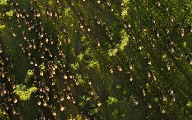 Simba & Oryx Nature Camp