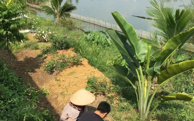 Lotus House