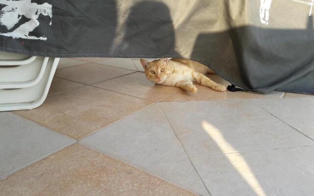 Villa Byala Grape House