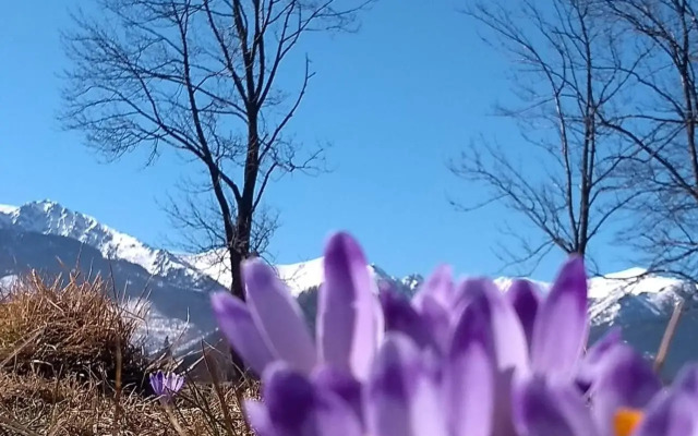 Apartament Akuratny Zakopane