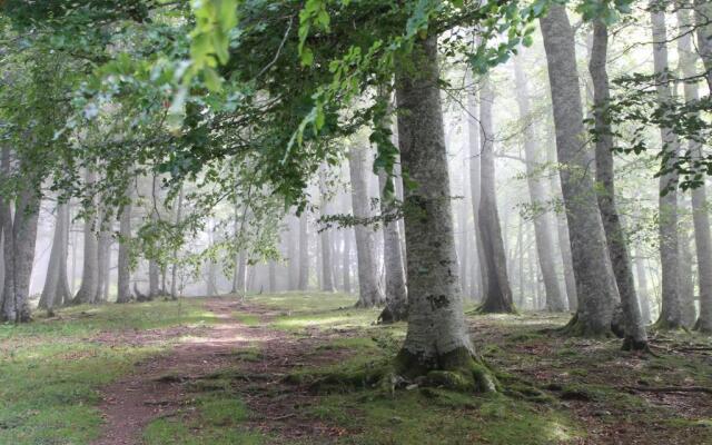 Apartamentos Zabalarena Basoa