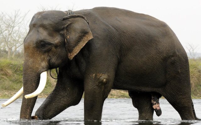 Green Park Chitwan