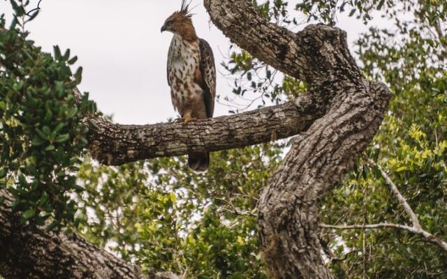 Funky Leopard Safari Lodge Bordering Yala National Park - Hostel