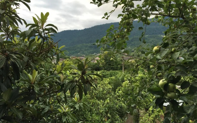 Guest house Mushmula