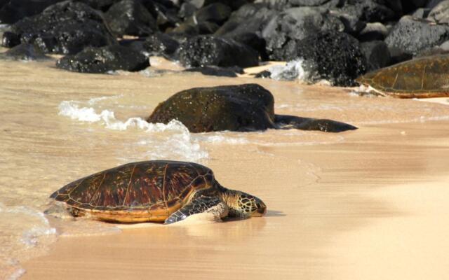 Sands of Kahana 354
