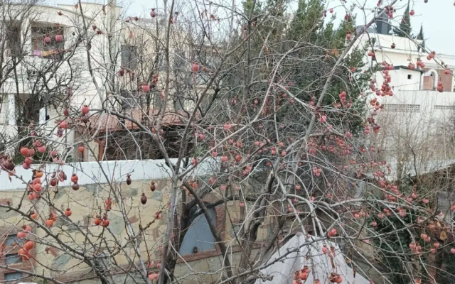 Paradise Garden Tbilisi