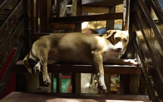 The Lazy Dog Bed & Breakfast