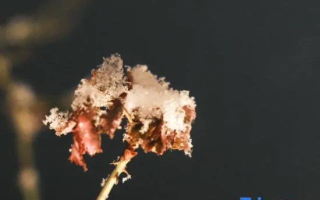 QINGSONG·YAJU