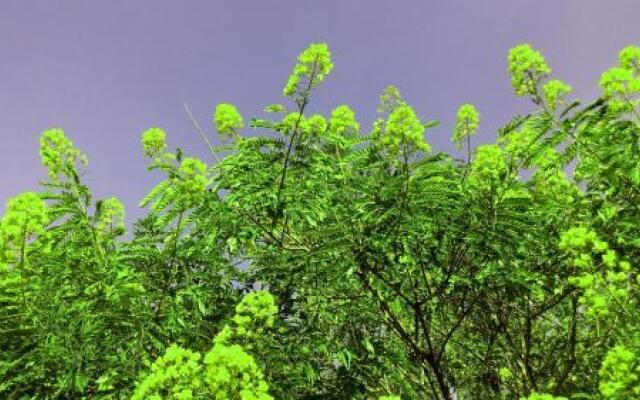 Eco Salient View