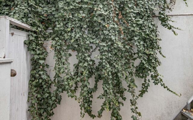 Mews House Next to Brighton Beach