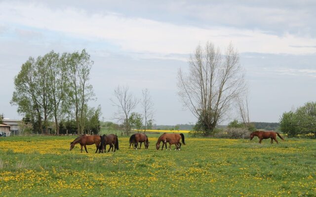 Beautiful Apartment in Insel Poel with Sauna
