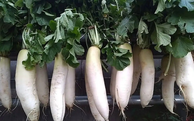 Ryokan Hashimotoya <Niigata>