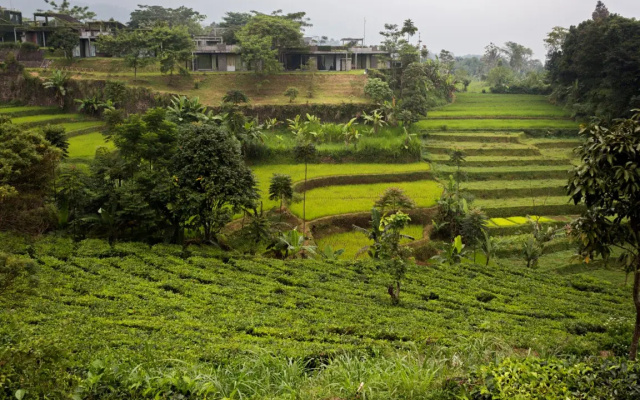 Tea Garden Resort