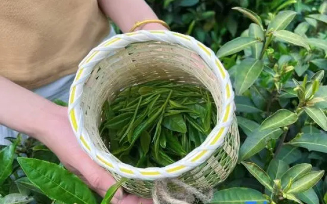 Tea  · Xingzhi Mountain Resort Homestay