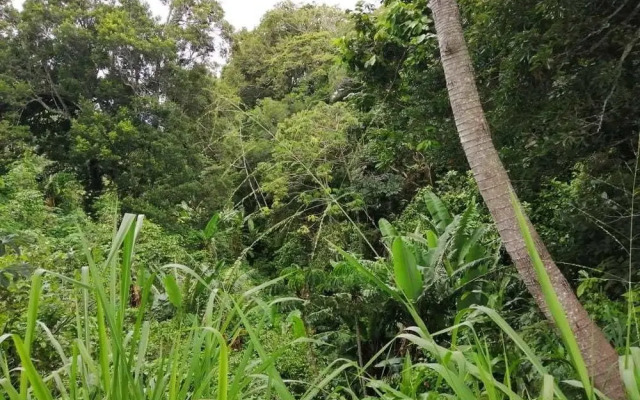 Jungla de Panama