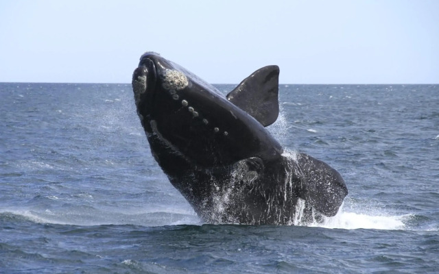 Torre Orca Piso 9 Mareas del Golfo